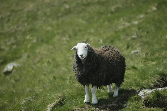 ein schwarzes Schaf mit weißem Kopf