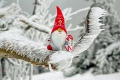 ein Wichtel mit roter Zipfelmütze sitzt auf einem verschneiten Ast