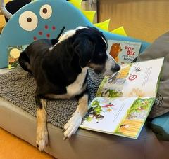 Ein Hund schaut in ein Buch