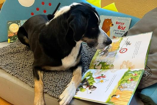 Ein Hund schaut in ein Buch